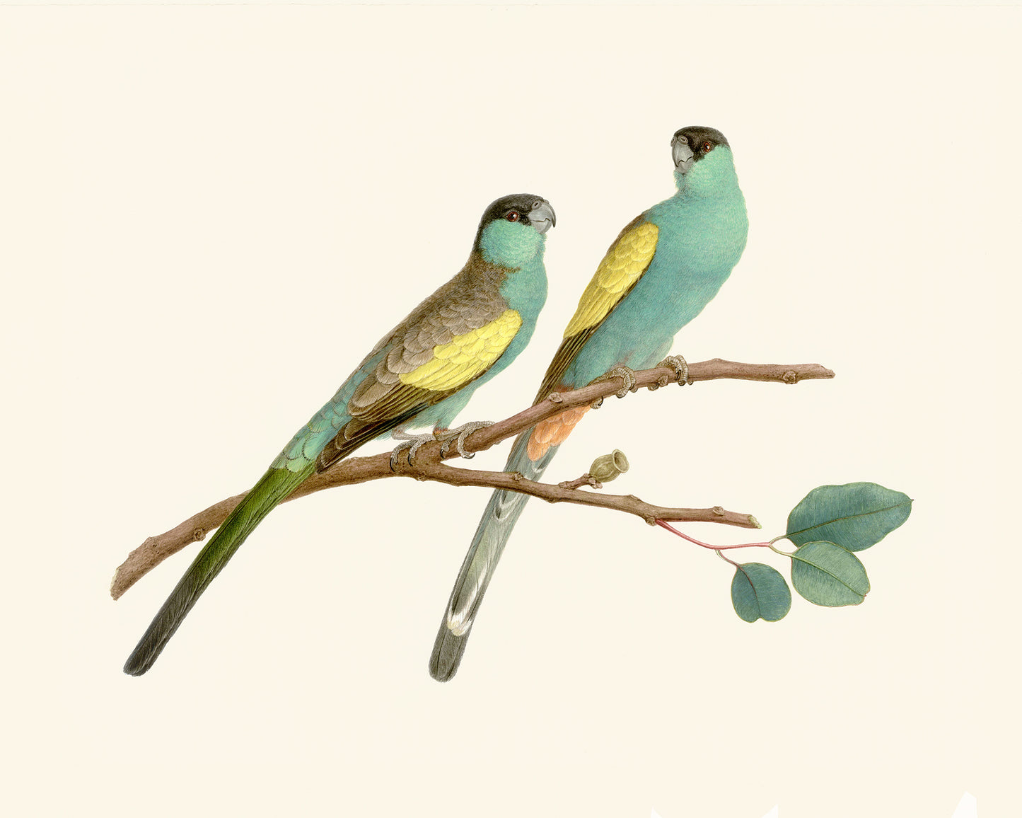 Australian Hooded Parrot Art Print