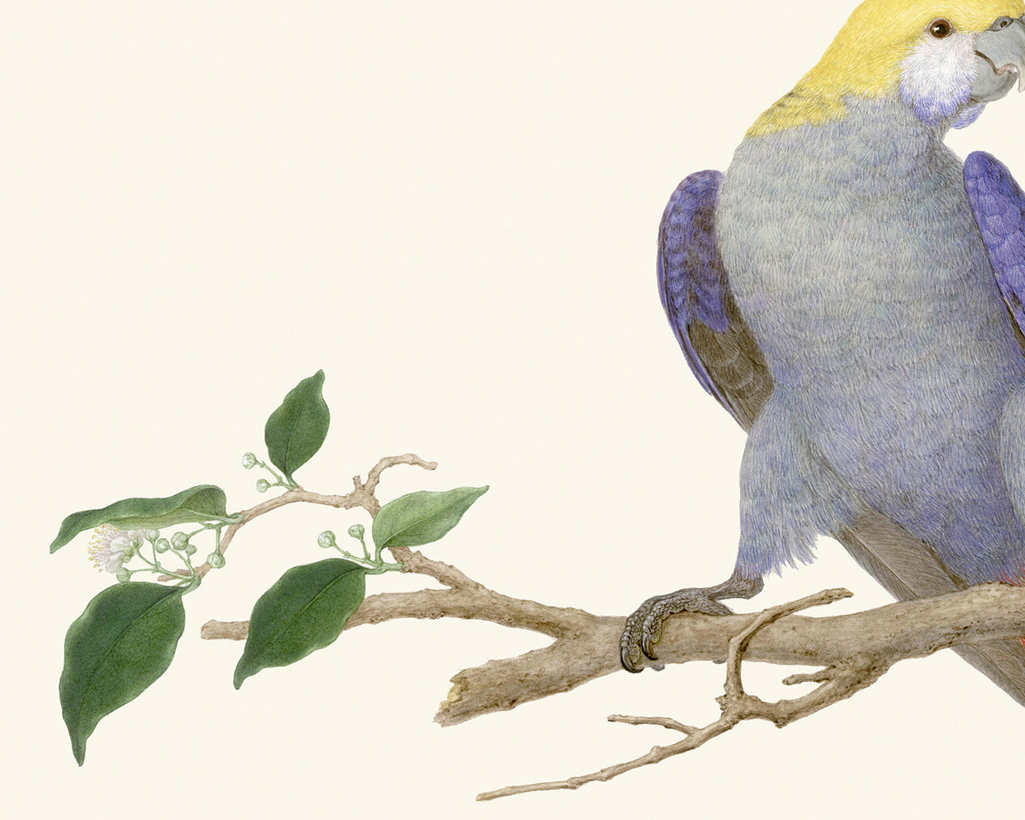Australian Rosella Parrot Art Print #1
