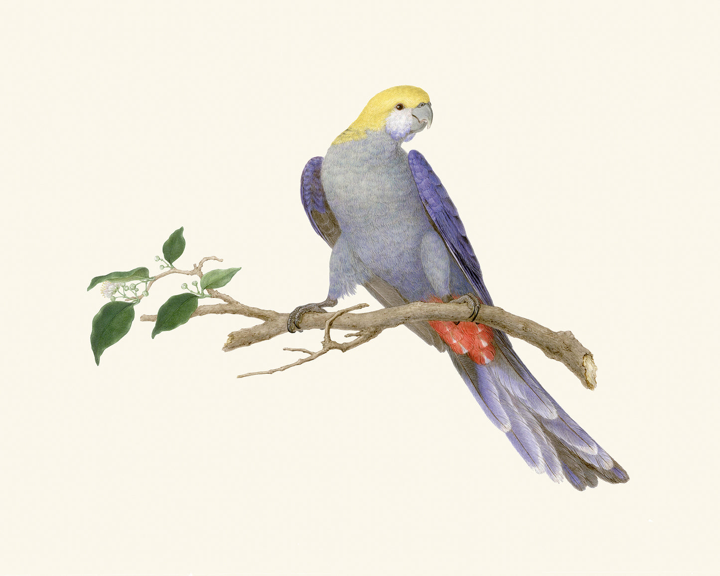 Australian Rosella Parrot Art Print #1