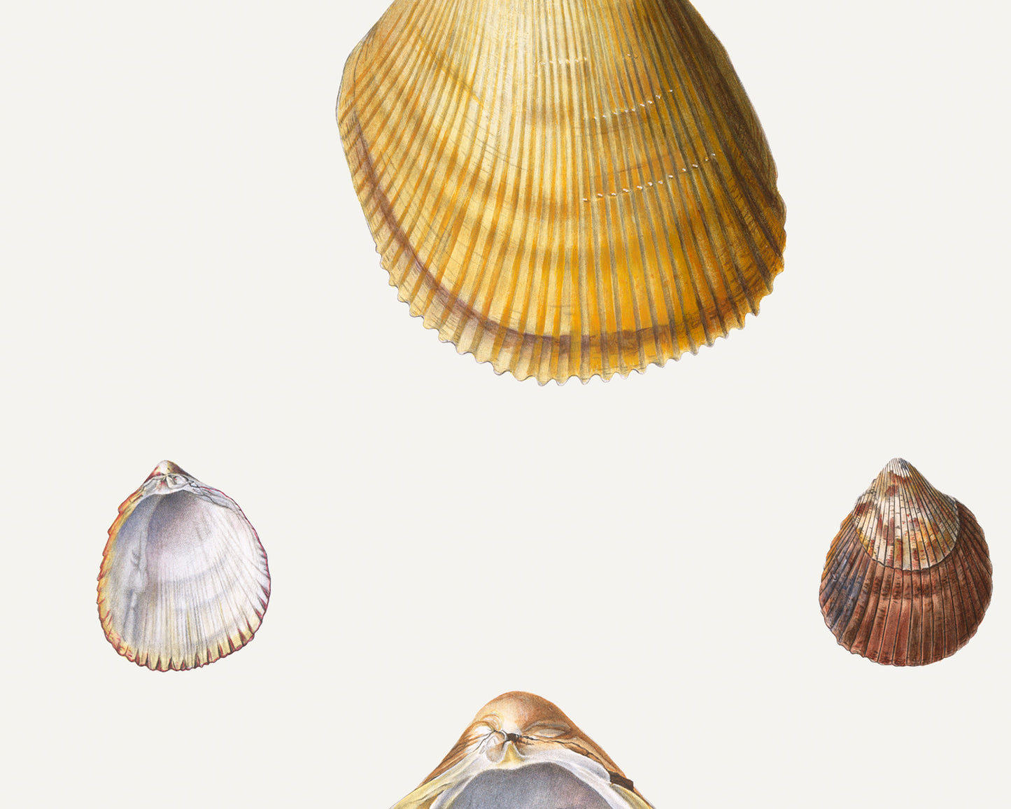 Seashell Art Prints - Set of Four