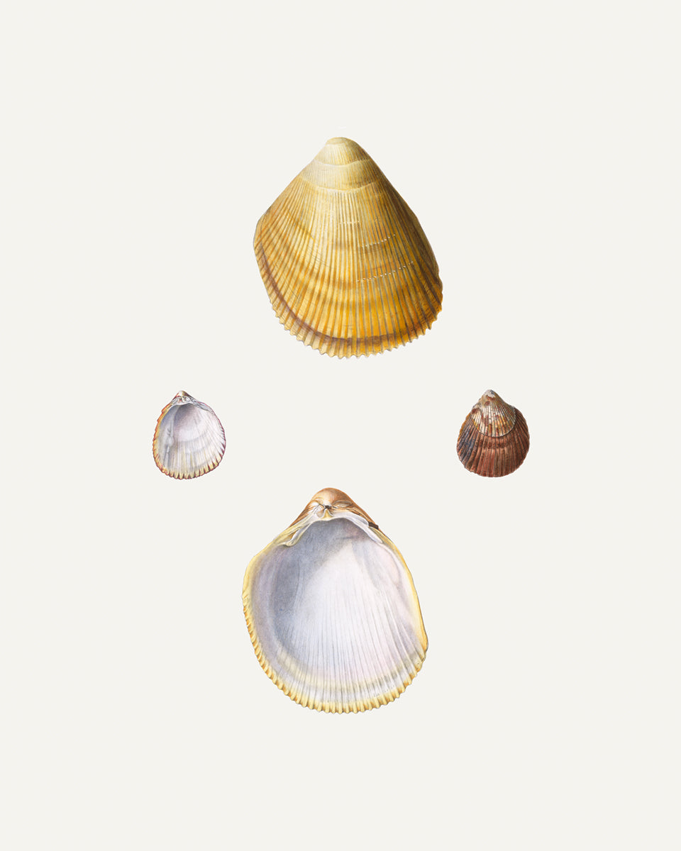 Seashell Art Prints - Set of Four