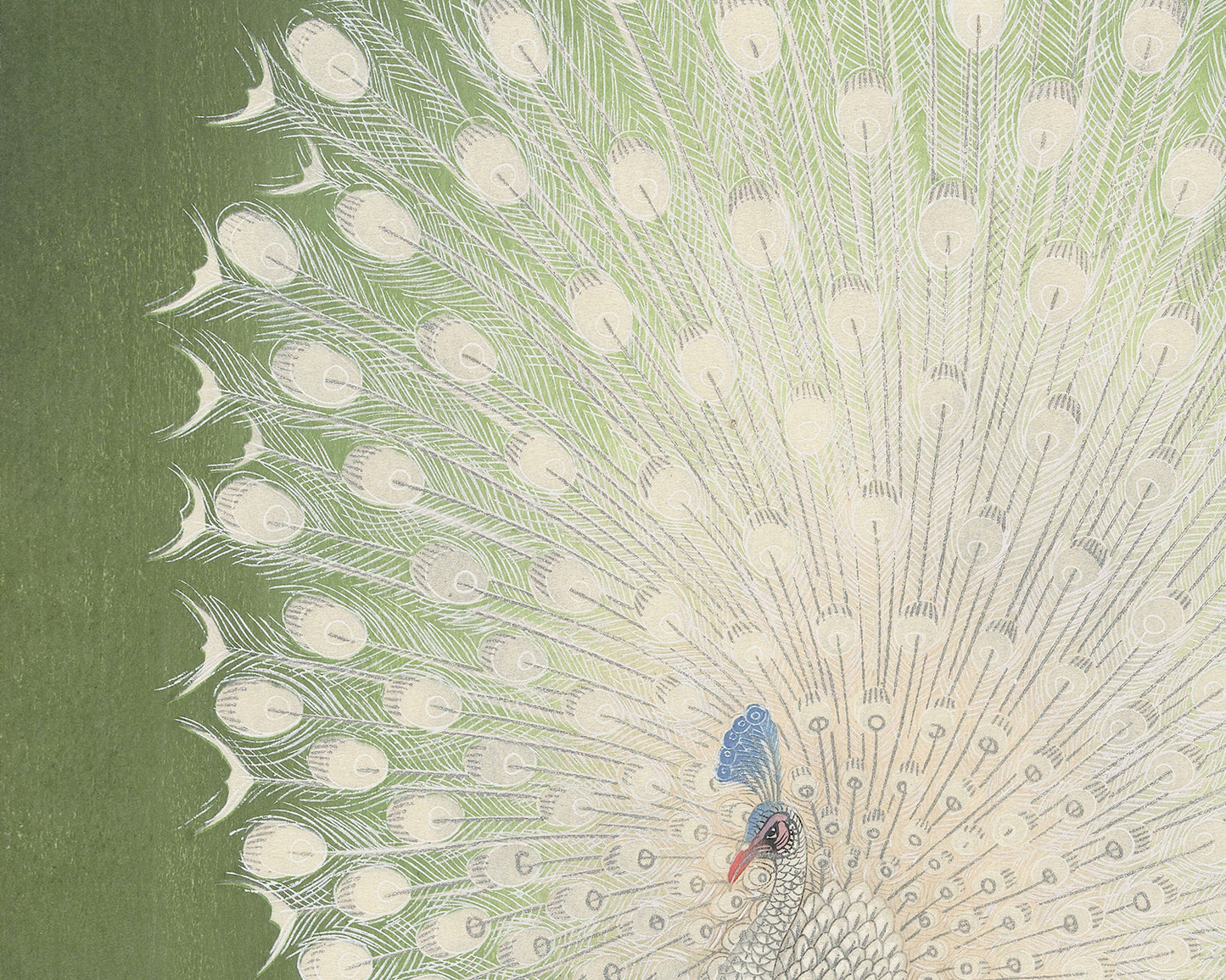 Japanese Peacock on Green Art Print