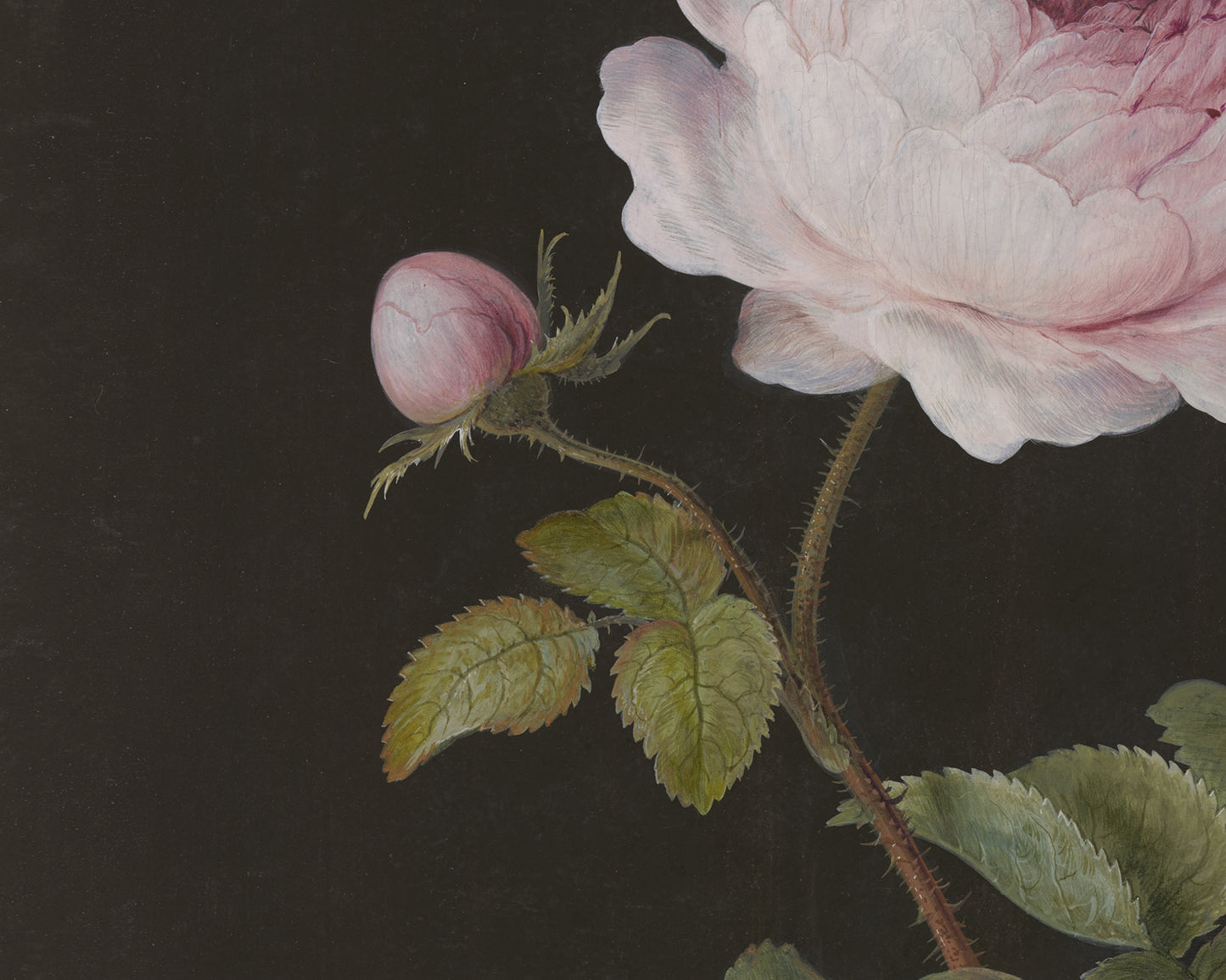 Pink Rose on Black Botanical Art Prints - Set of Two