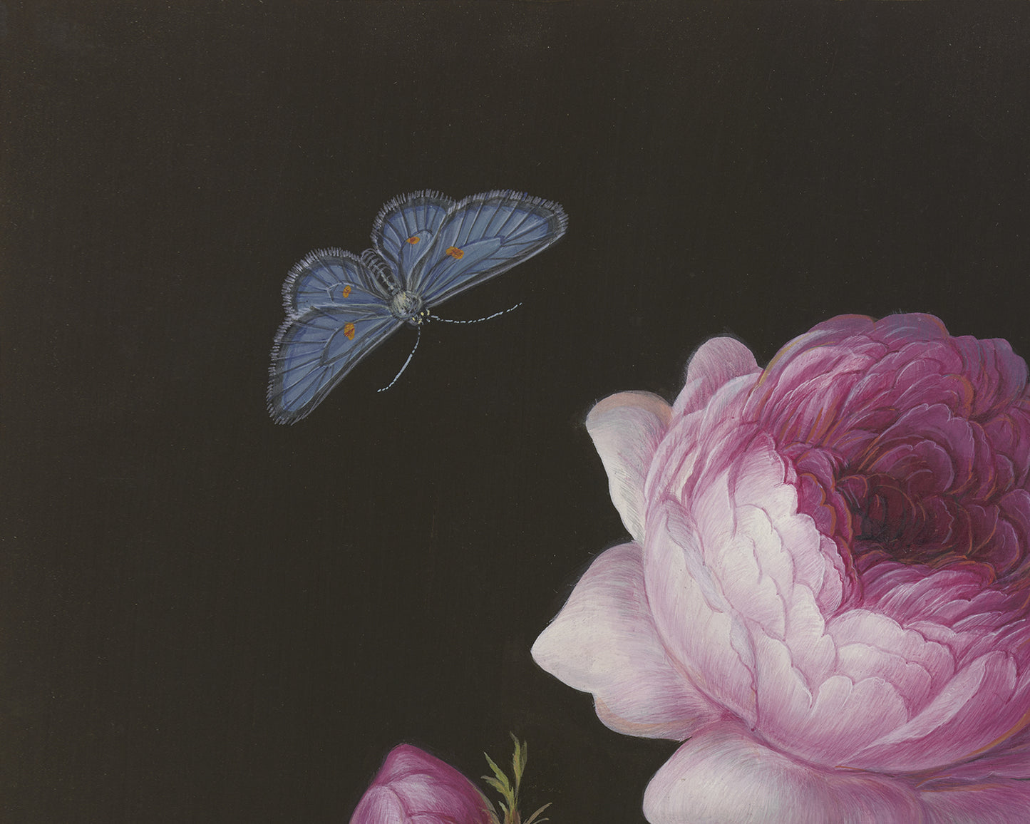 Pink Rose on Black Botanical Art Prints - Set of Two