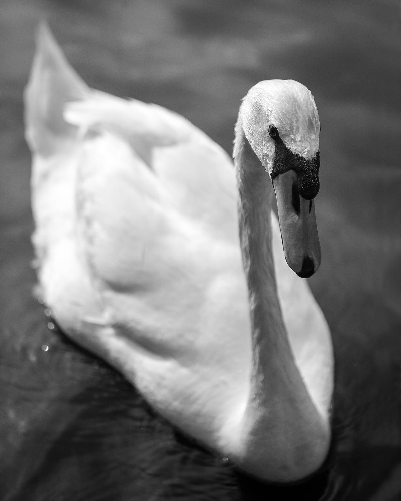 Swan B&W Photo Print