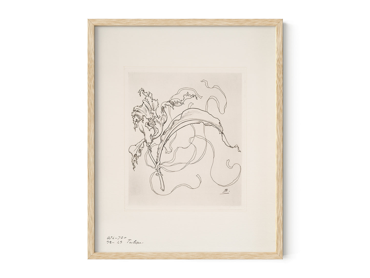 French Porcelain Flower Sketch Art Print: Assiette (Tulipe)