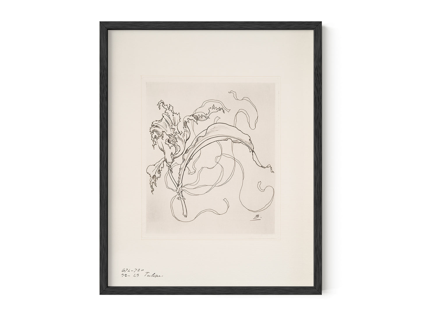 French Porcelain Flower Sketch Art Print: Assiette (Tulipe)