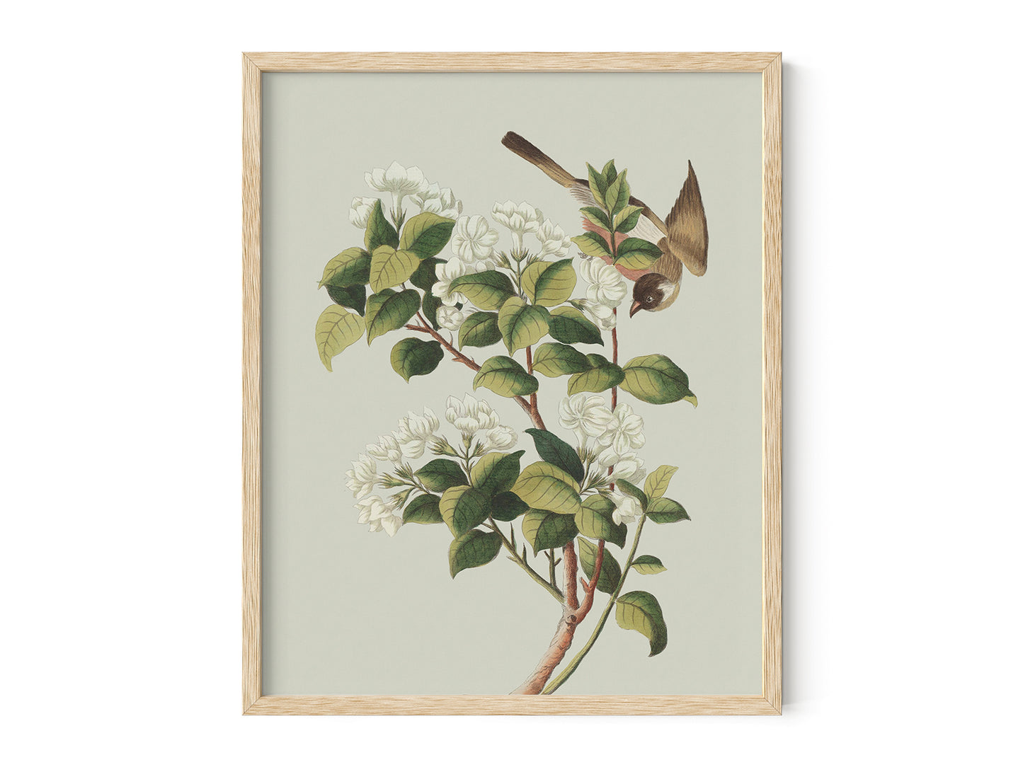 Garden Birds & Flowers Art Print #2