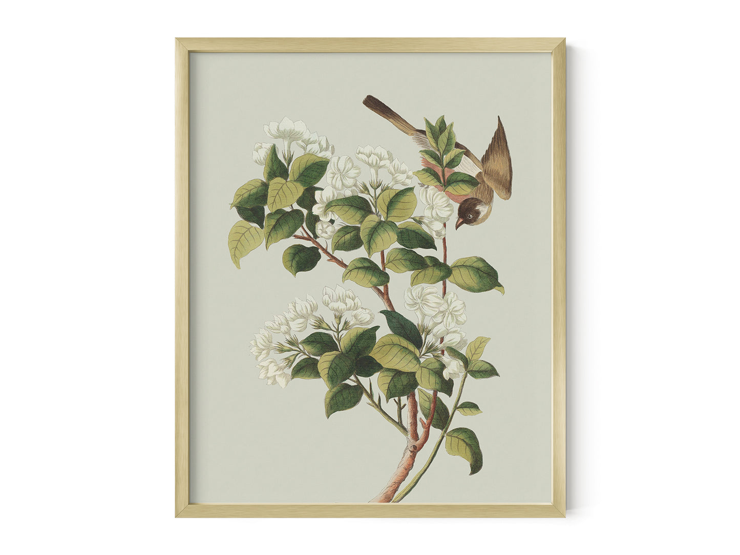 Garden Birds & Flowers Art Print #2