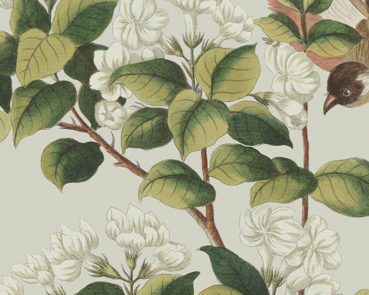 Garden Birds & Flowers Art Print #2