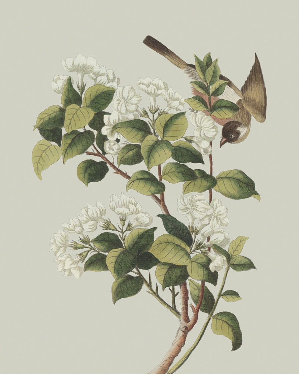 Garden Birds & Flowers Art Print #2