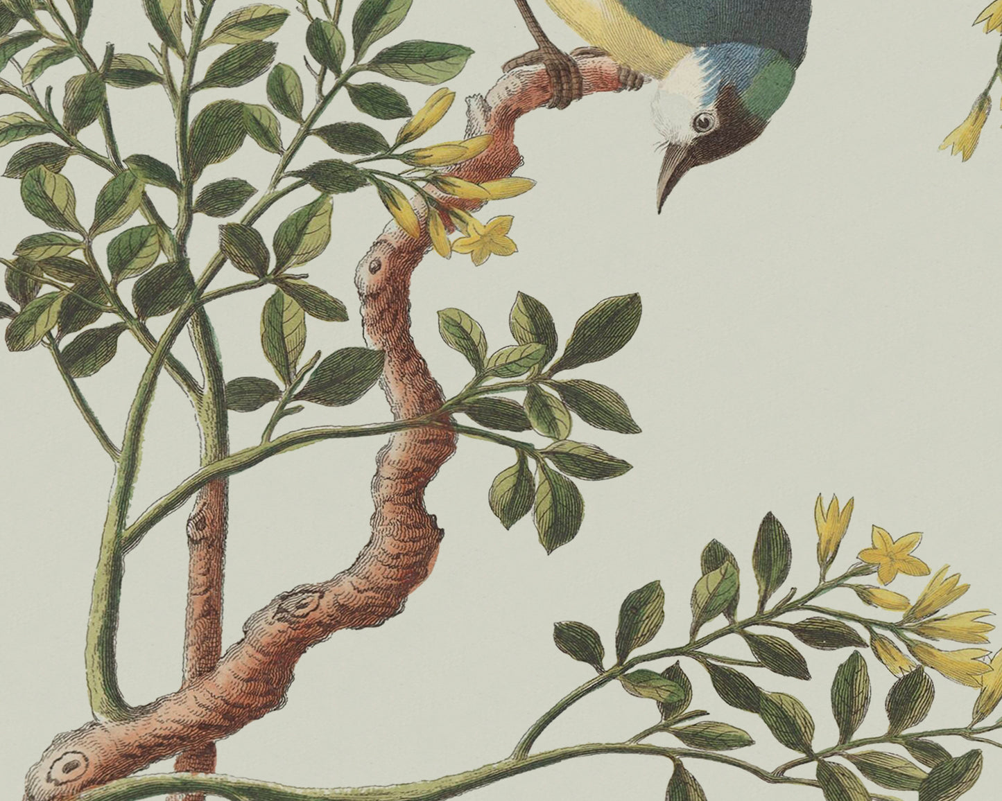 Garden Birds & Flowers Art Prints - Set of Two