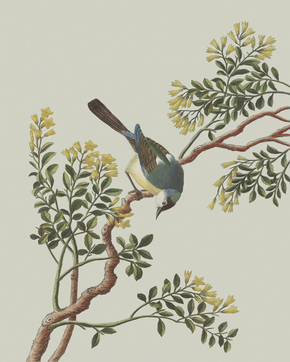 Garden Birds & Flowers Art Print #1