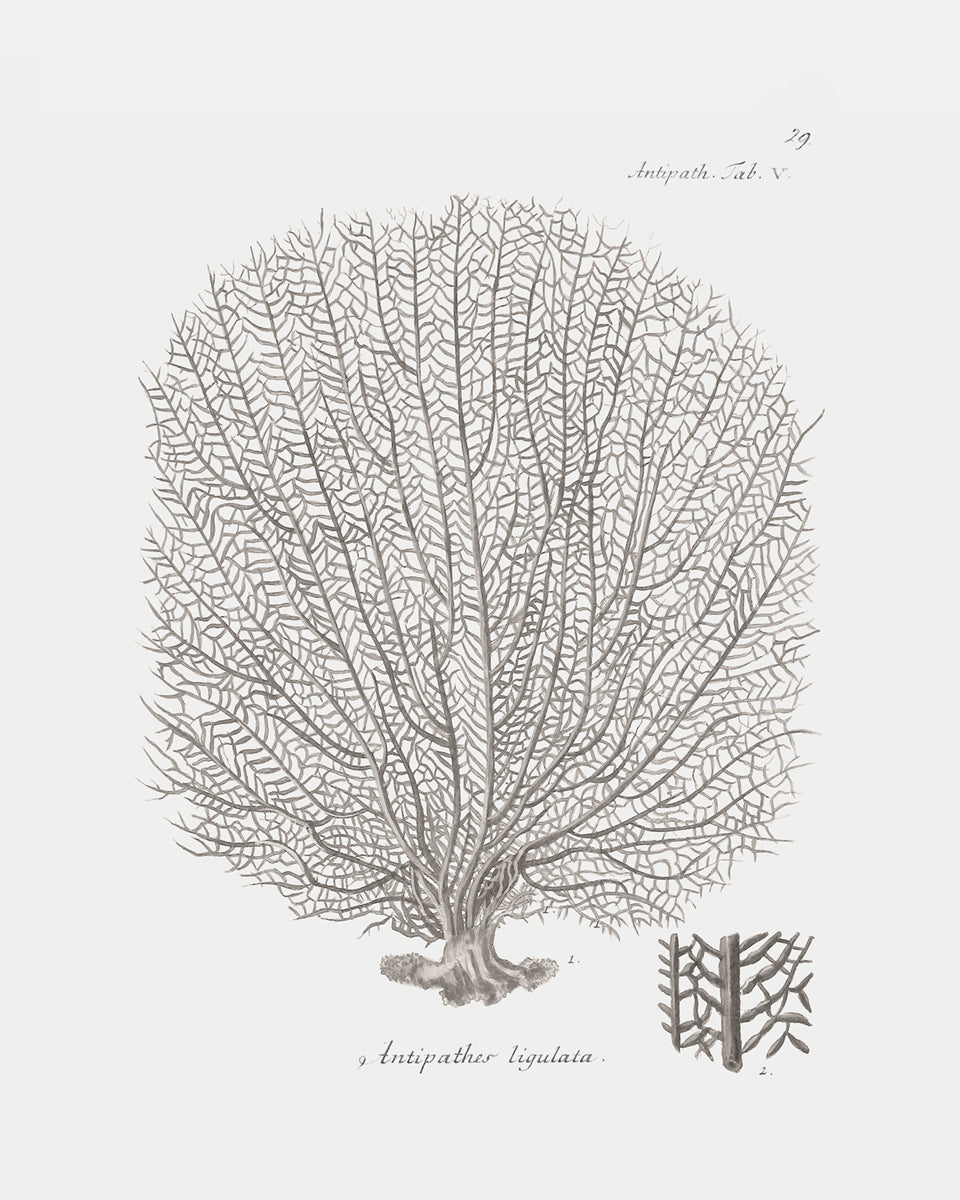 Coral Art Prints in Beige - Set of Four