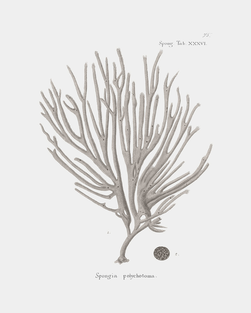 Coral Art Prints in Beige - Set of Four