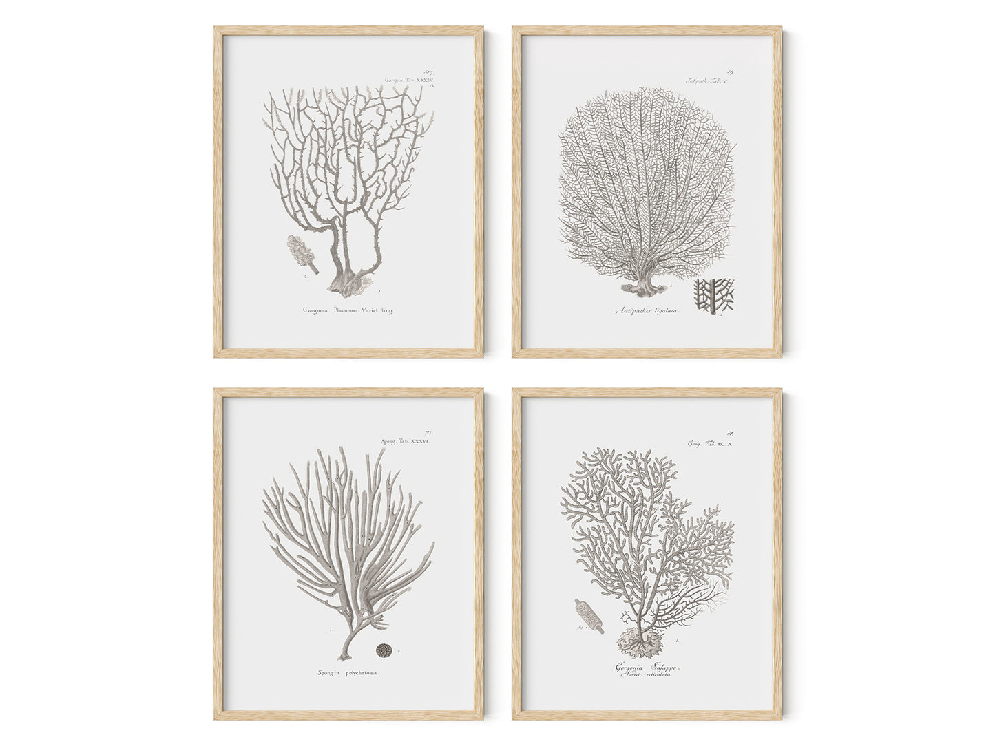Coral Art Prints in Beige - Set of Four