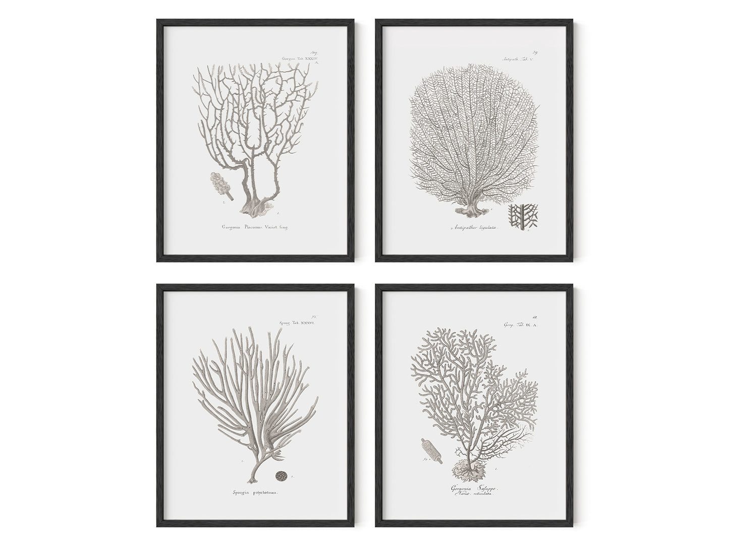 Coral Art Prints in Beige - Set of Four