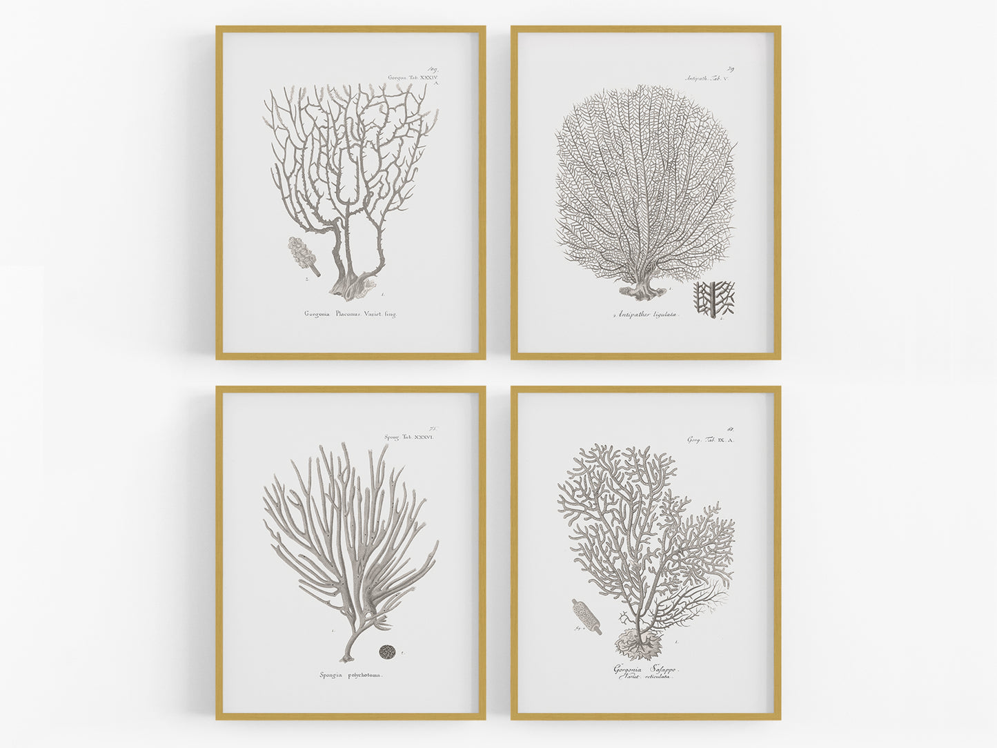 Coral Art Prints in Beige - Set of Four