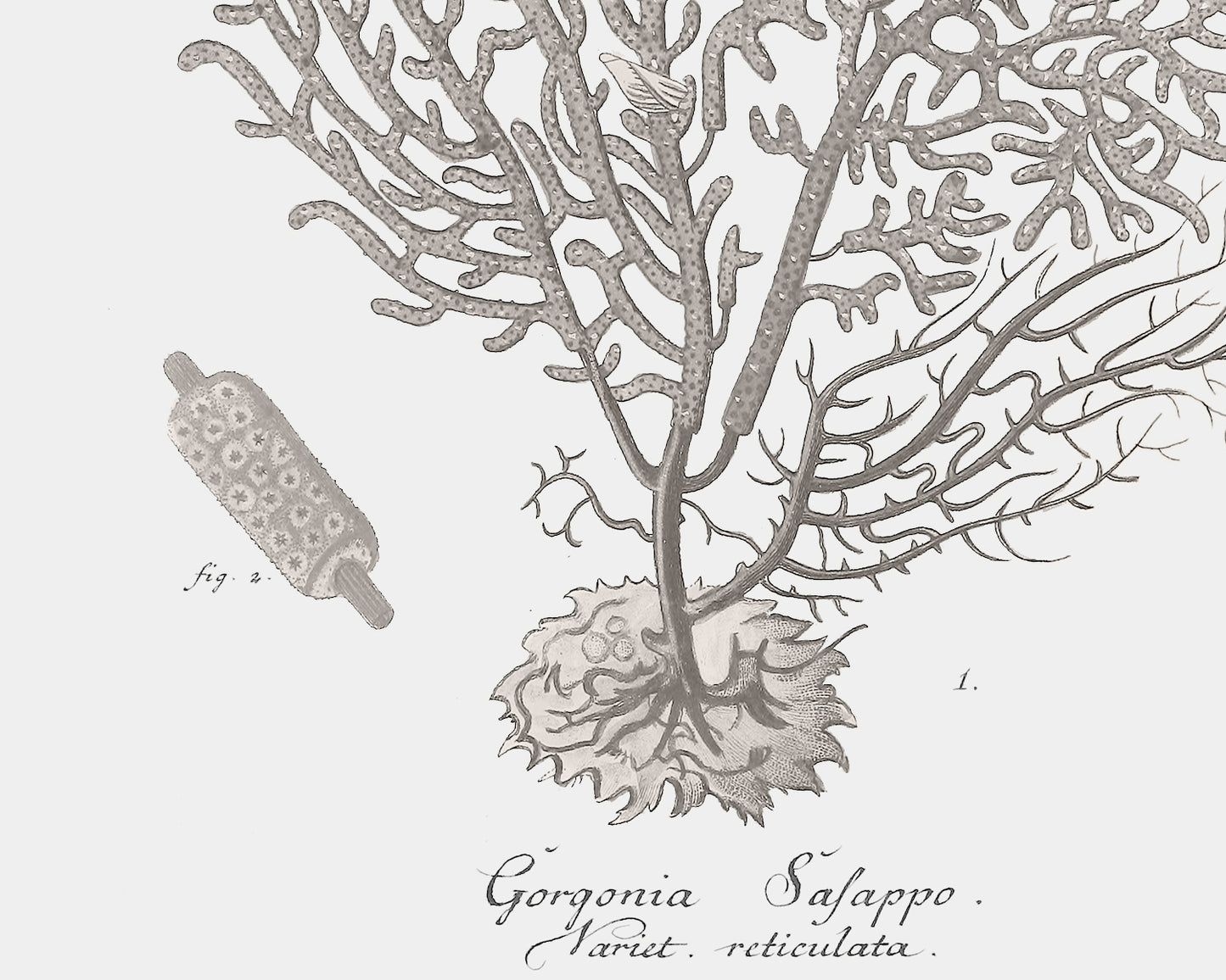 Coral Art Prints in Beige - Set of Four