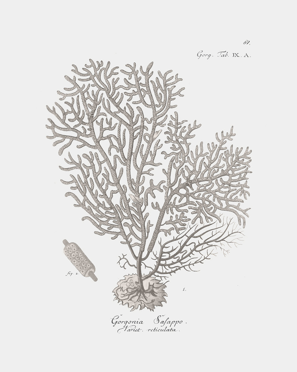 Coral Art Prints in Beige - Set of Four