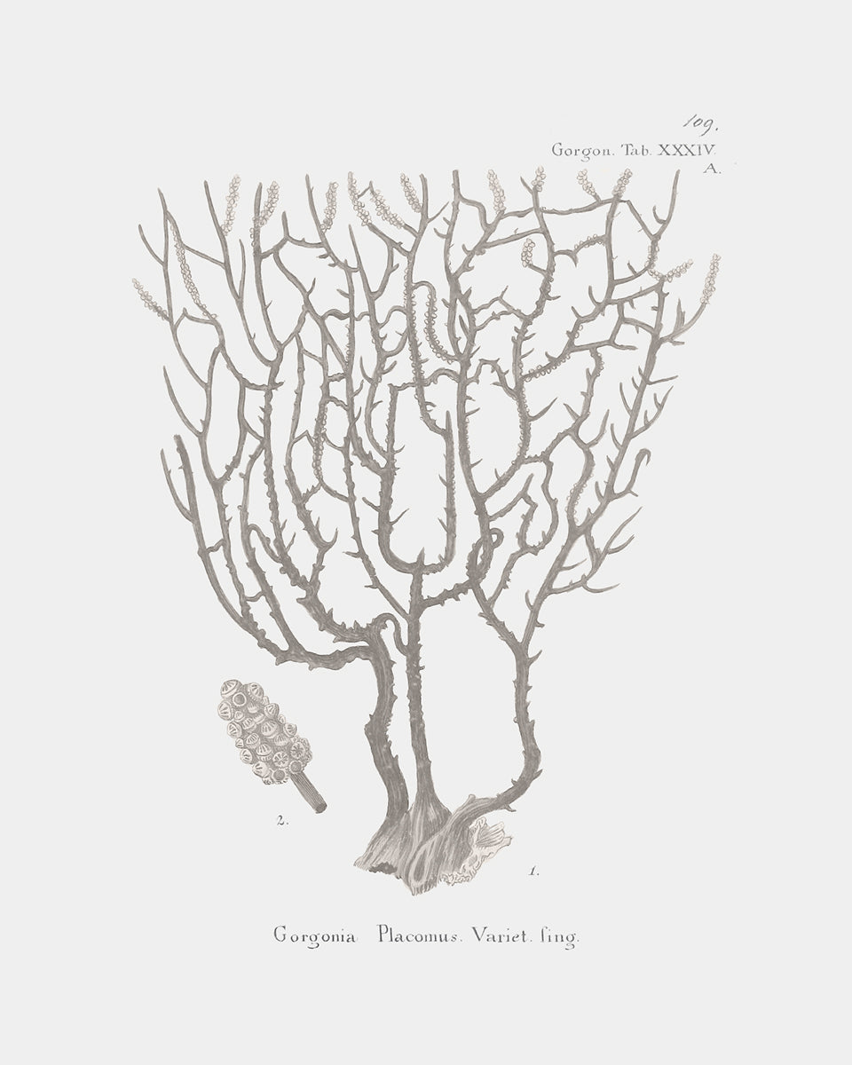 Coral Art Prints in Beige - Set of Four