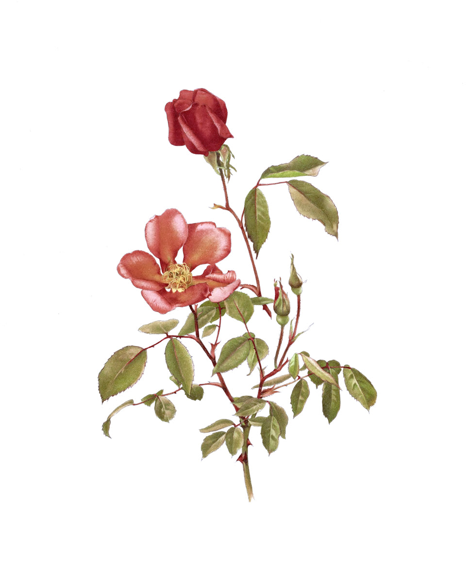 Red Rose Flower Botanical Art Prints - Set of Two