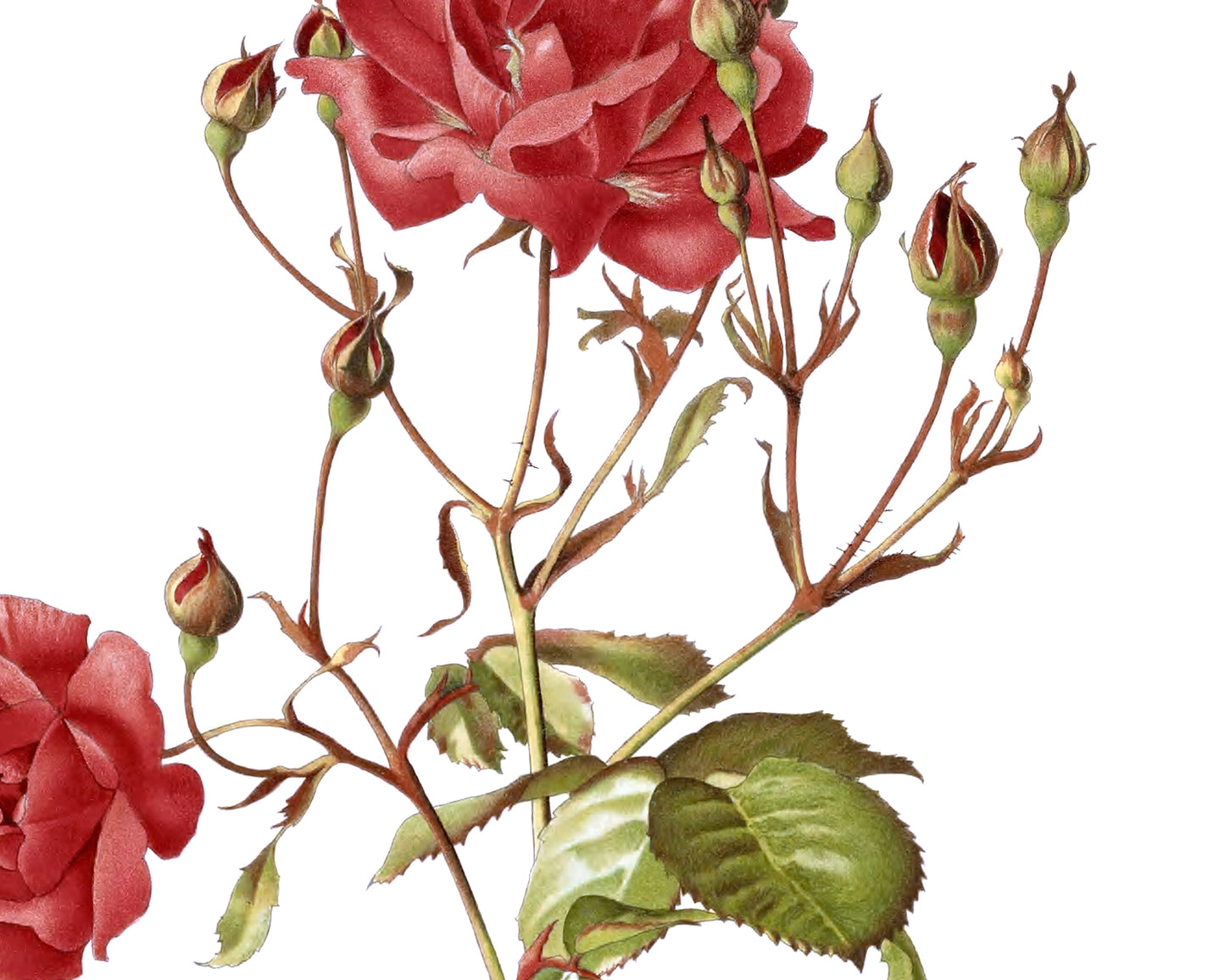 Red Rose Flower Botanical Art Prints - Set of Two