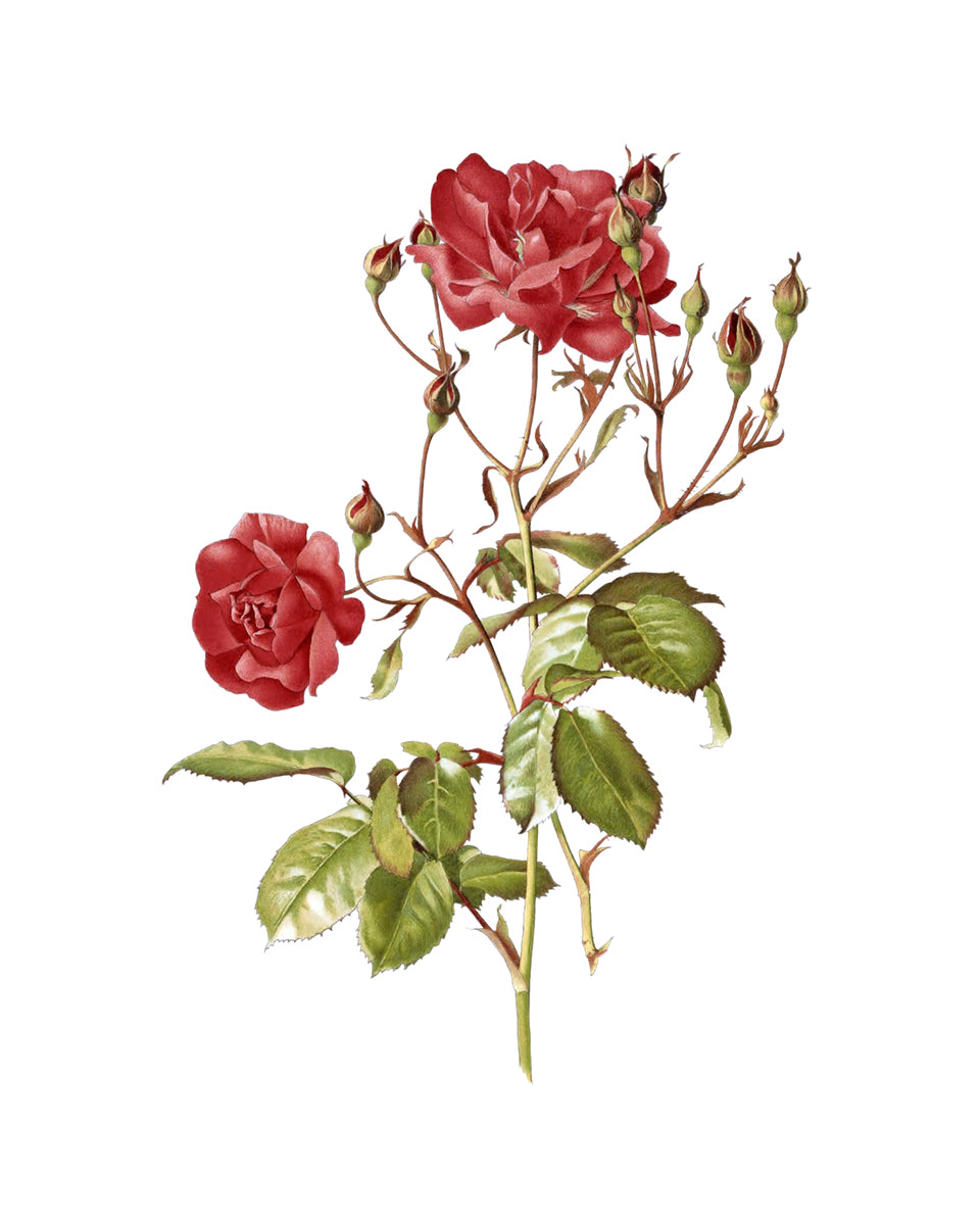 Red Rose Flower Botanical Art Prints - Set of Two