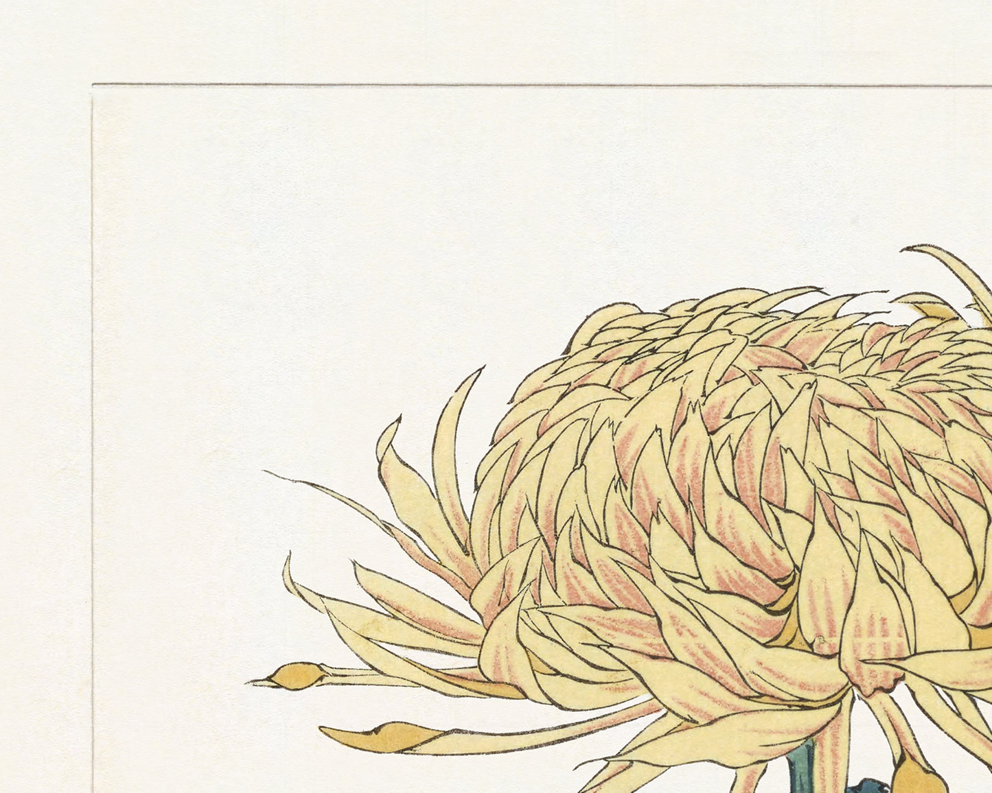 Japanese Yellow Chrysanthemum Flower Art Print #9