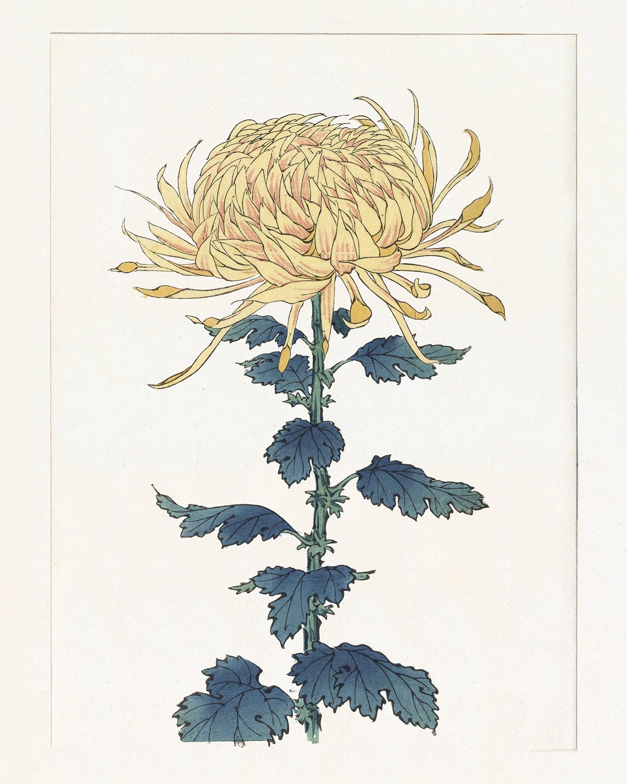 Japanese Yellow Chrysanthemum Flower Art Print #9