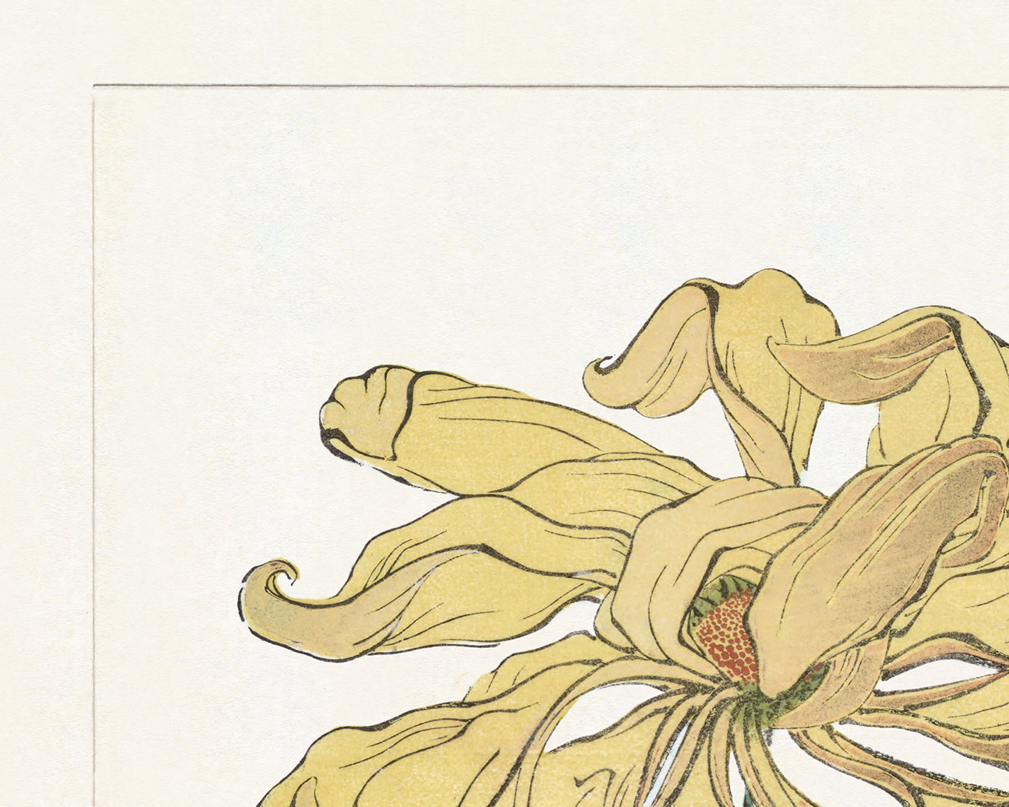 Japanese Yellow Chrysanthemum Flower Art Prints - Set of Four