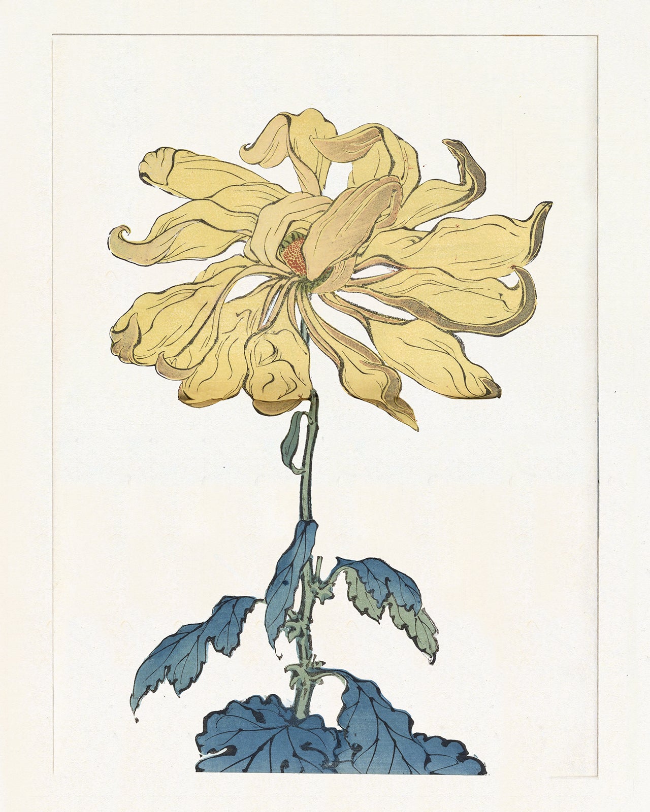 Japanese Yellow Chrysanthemum Flower Art Print #10