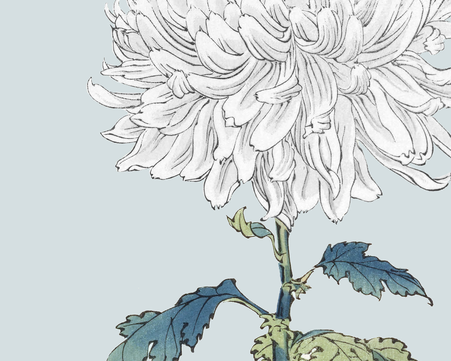 Japanese White Chrysanthemum Flowers on Blue Art Prints - Set of Two