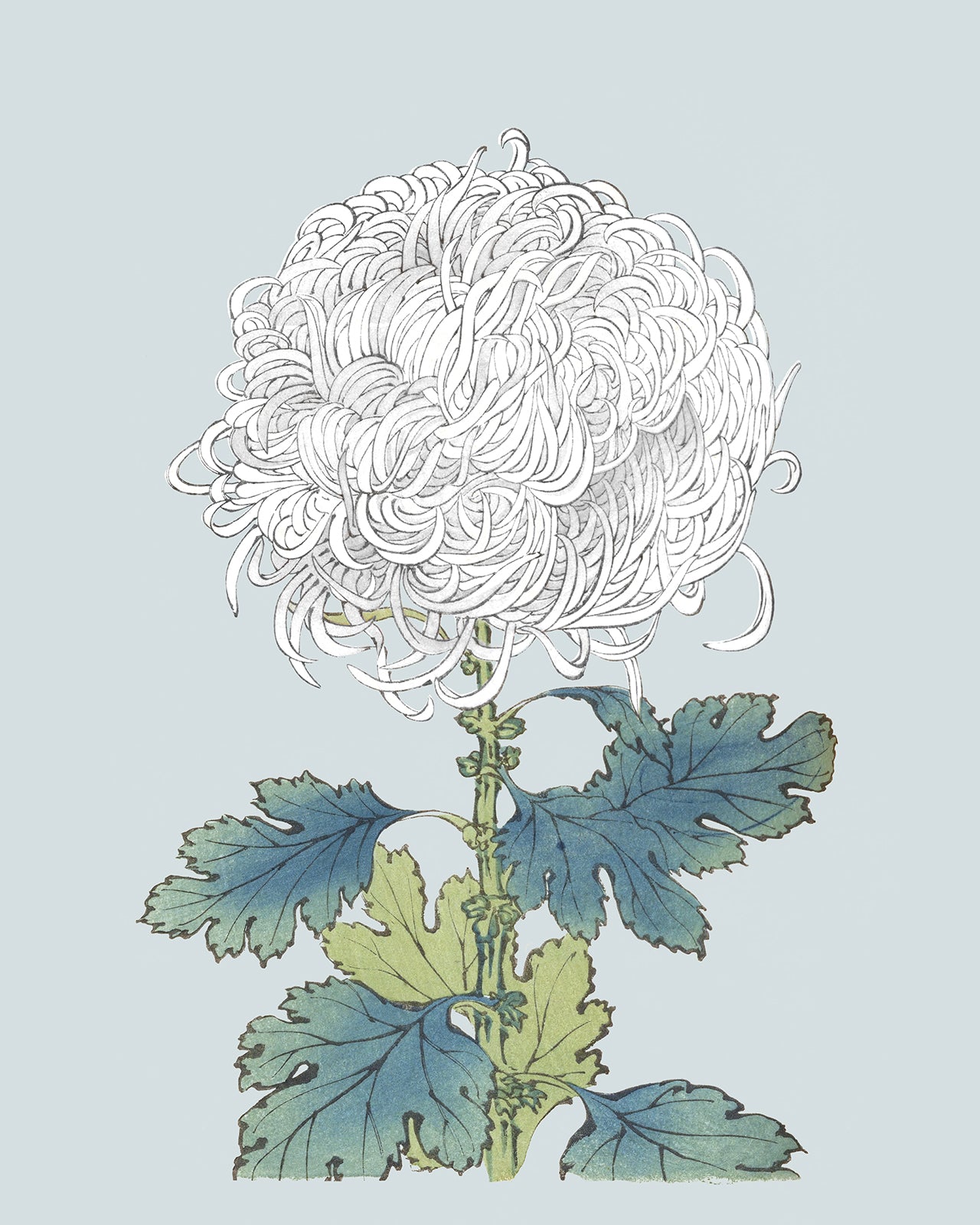 Japanese White Chrysanthemum Flowers on Blue Art Prints - Set of Two