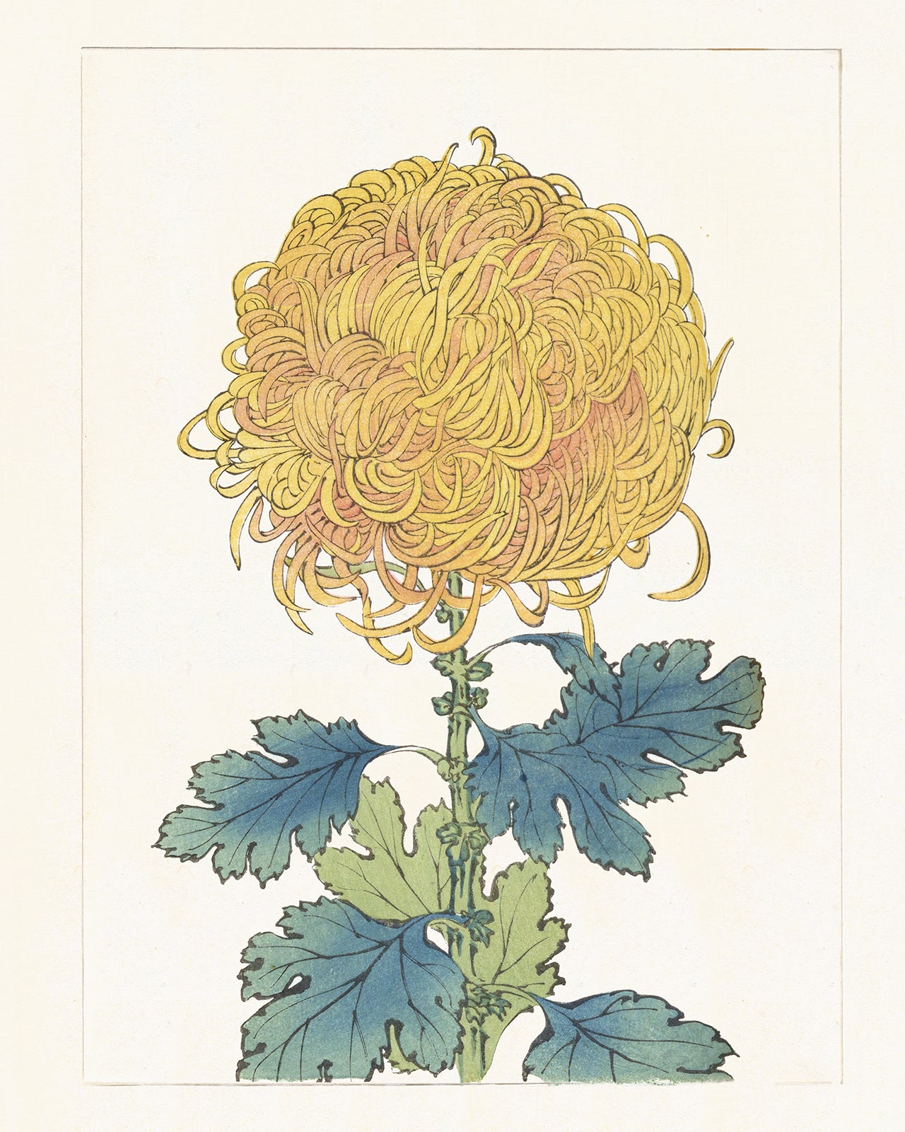 Japanese Yellow Chrysanthemum Flower Art Print #11