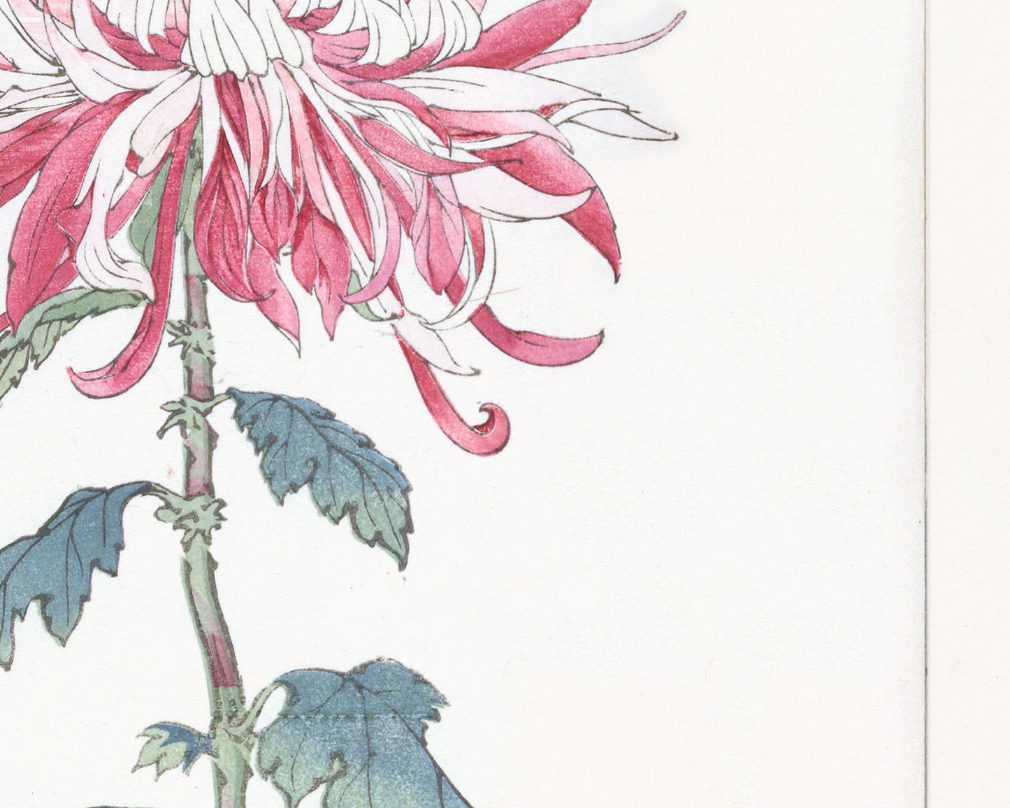Japanese Pink Chrysanthemum Flower Art Print #4