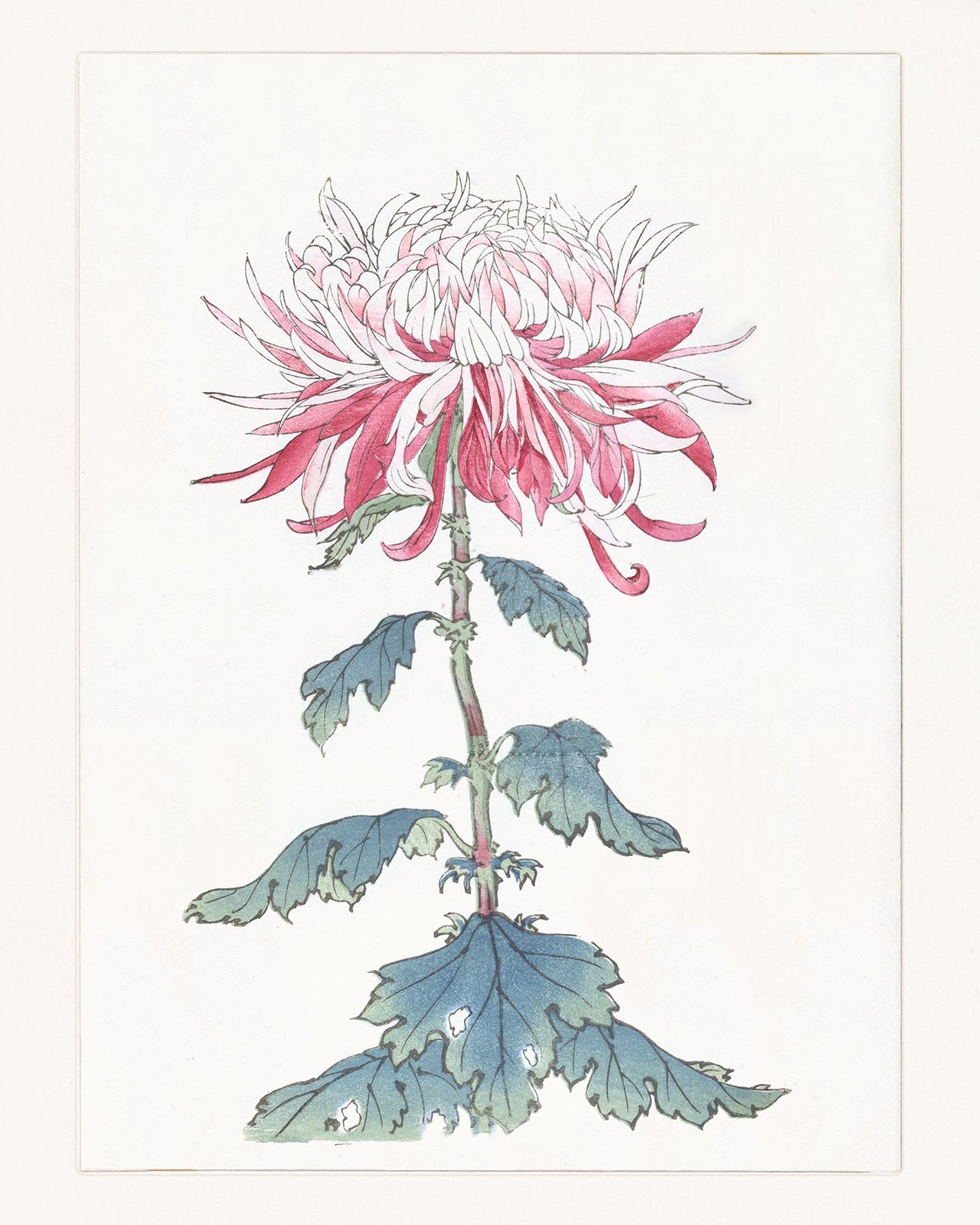 Japanese Pink Chrysanthemum Flower Art Print #4
