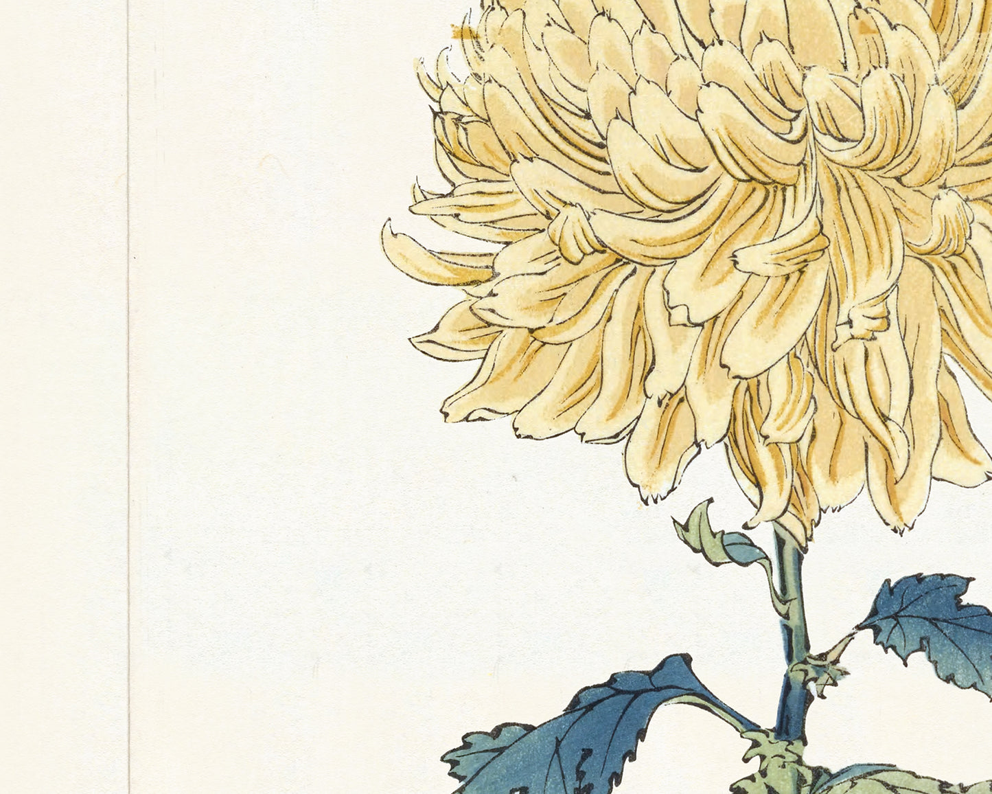 Japanese Yellow Chrysanthemum Flower Art Print #12