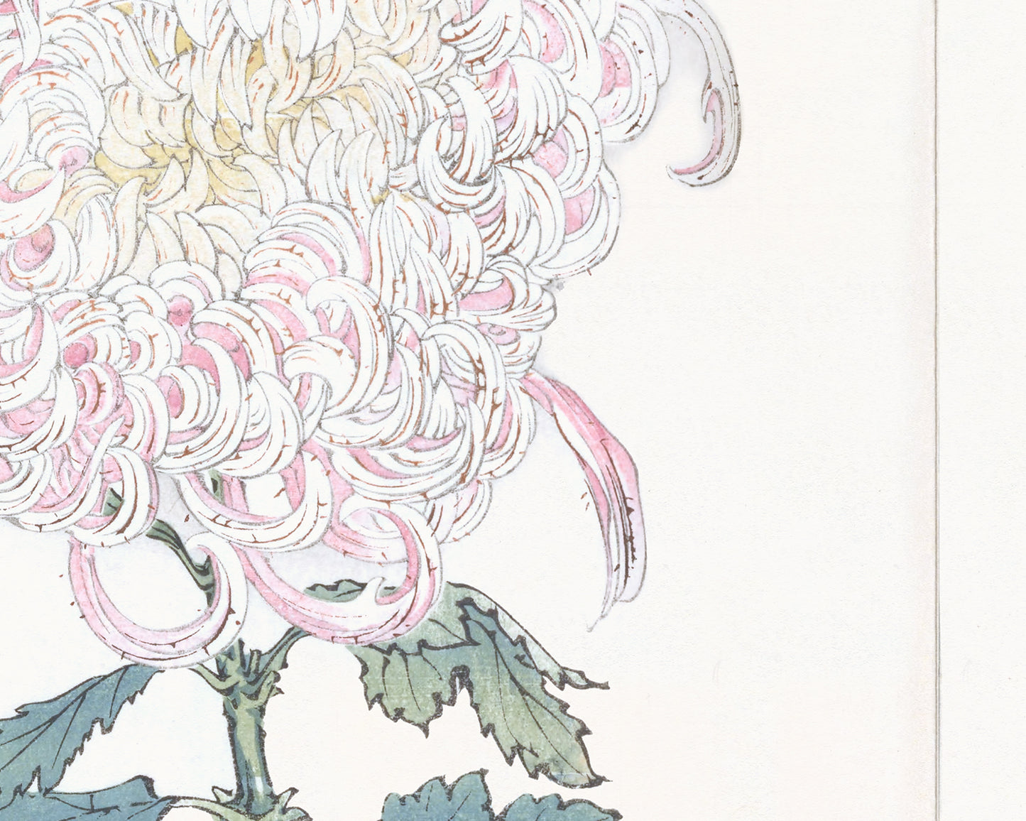 Japanese Pink Chrysanthemum Flower Art Prints, #2 & #3 - Set of Two