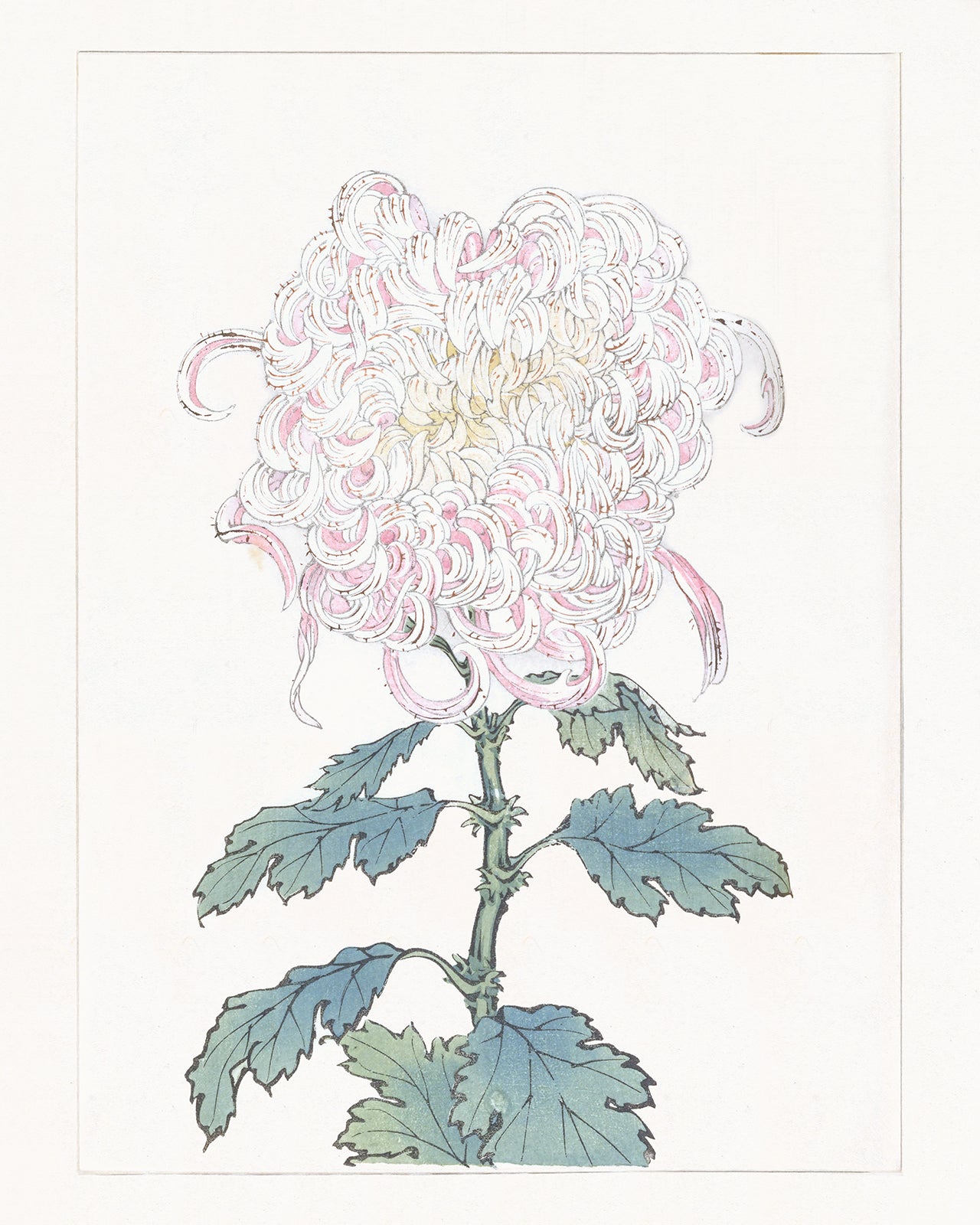 Japanese Pink Chrysanthemum Flower Art Prints, #2 & #3 - Set of Two