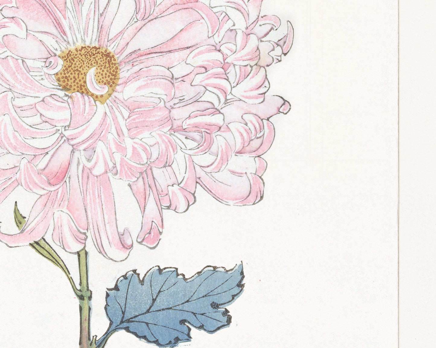 Japanese Pink Chrysanthemum Flower Art Print #1