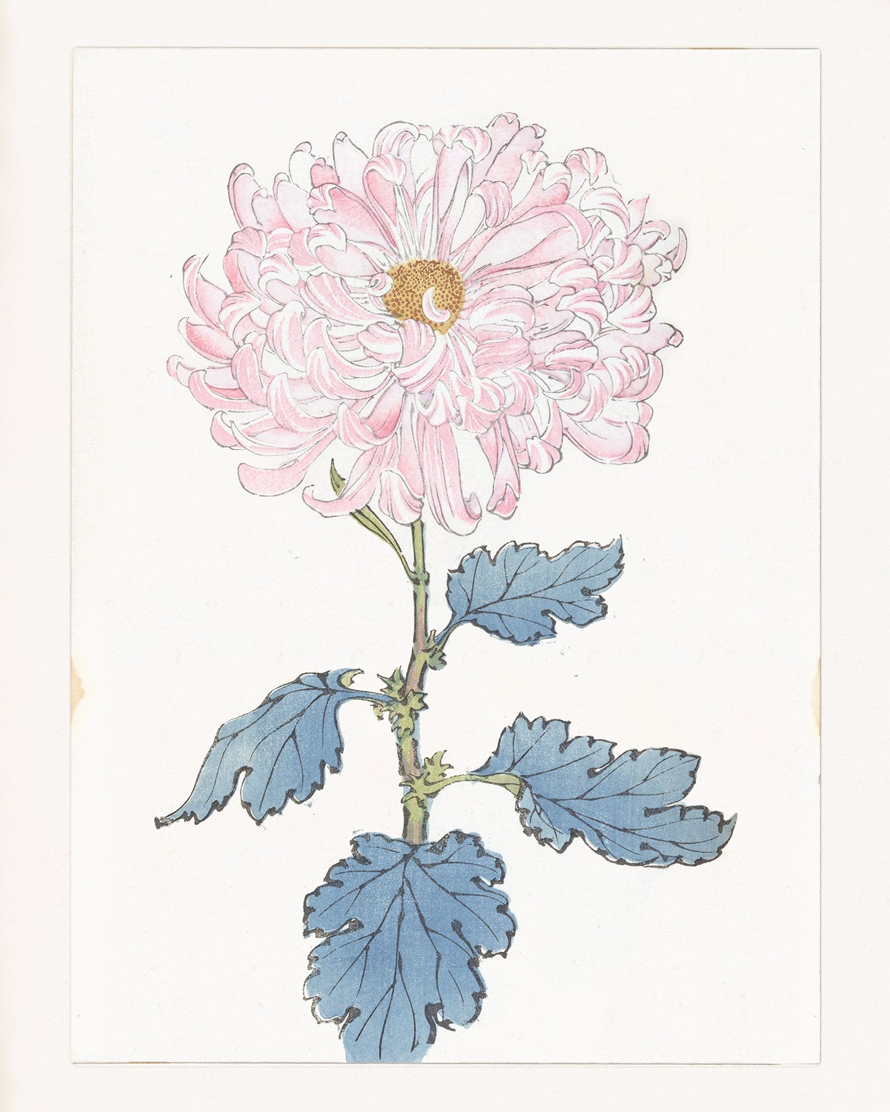 Japanese Pink Chrysanthemum Flower Art Print #1