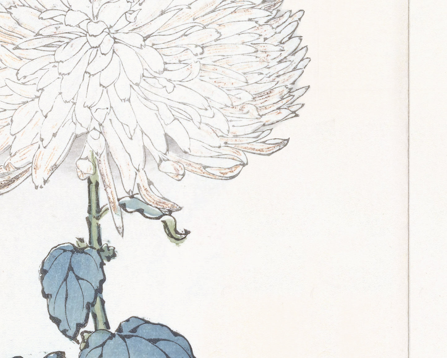 Japanese White Chrysanthemum Flower Art Print #8