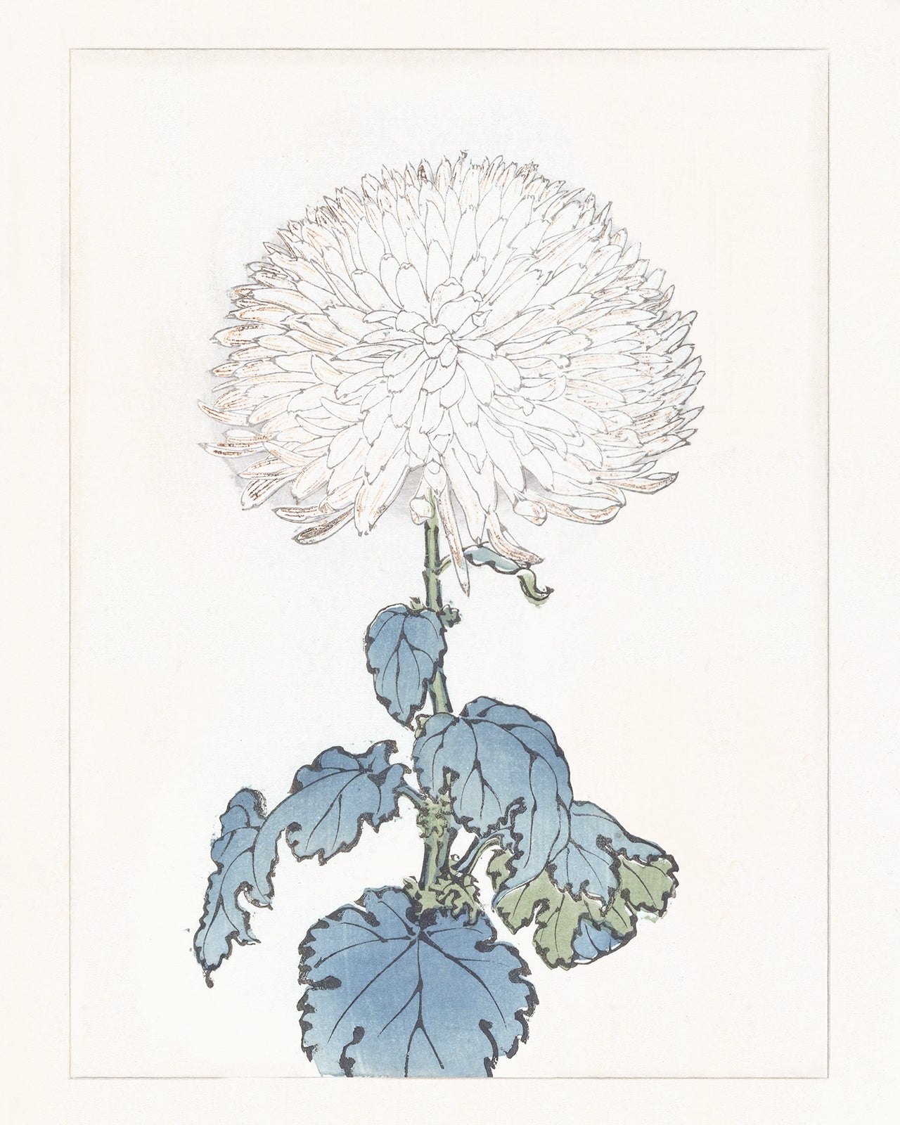 Japanese White Chrysanthemum Flower Art Print #8