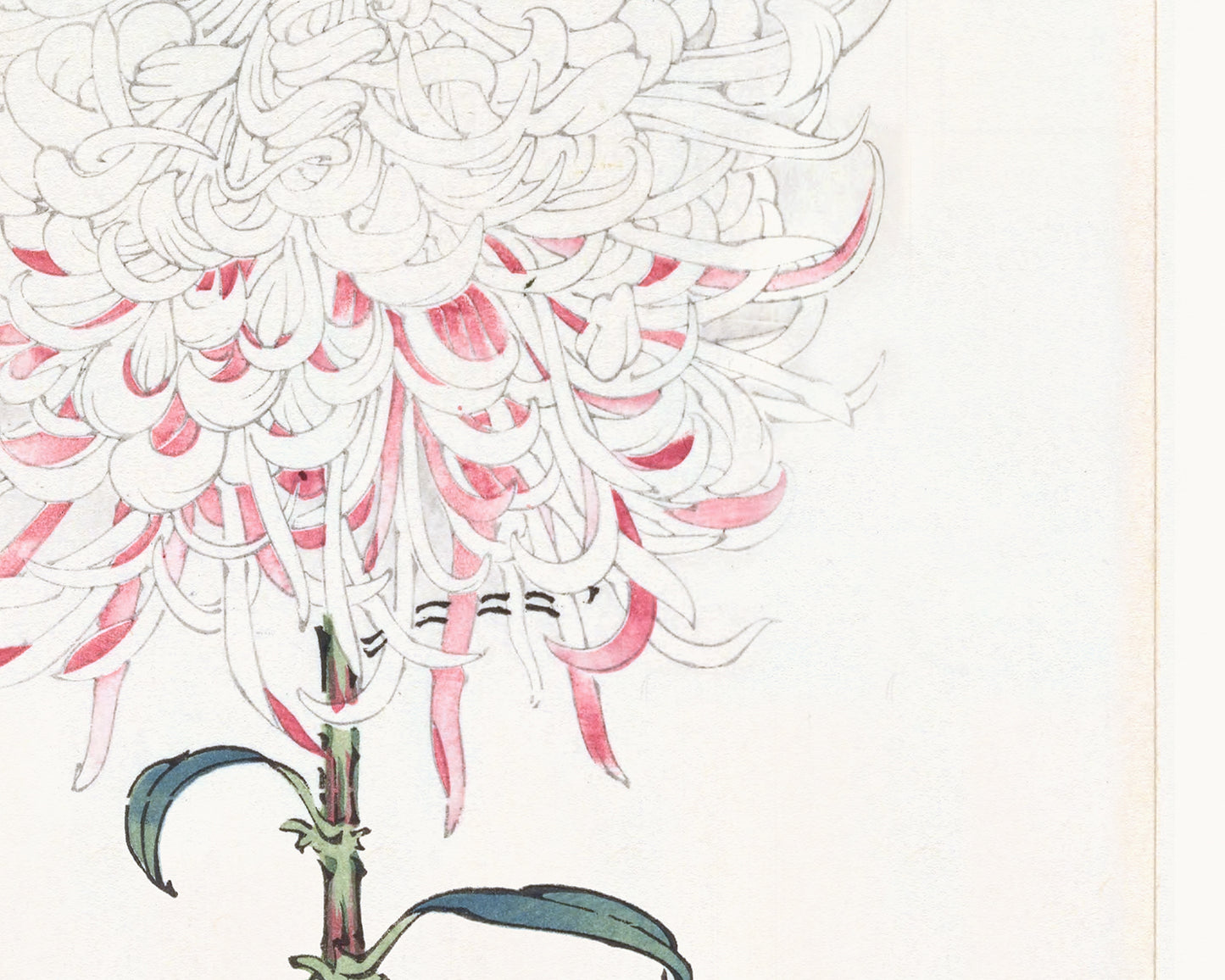 Japanese Pink Chrysanthemum Flower Art Prints, #2 & #3 - Set of Two
