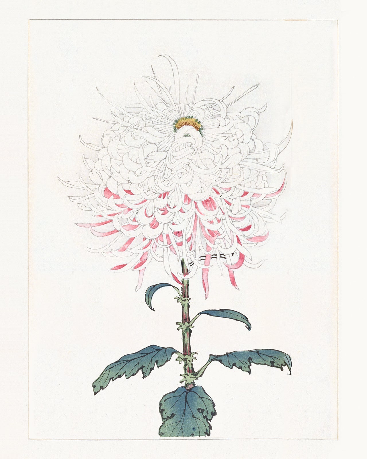 Japanese Pink Chrysanthemum Flower Art Prints, #2 & #3 - Set of Two