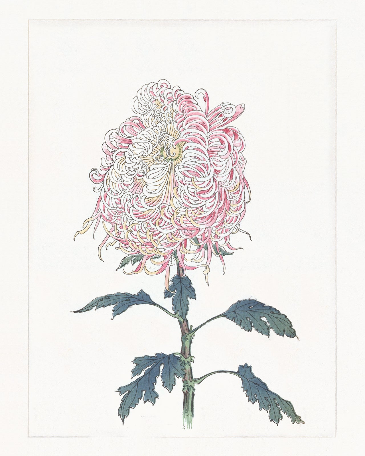 Japanese Pink Chrysanthemum Flower Art Print #5