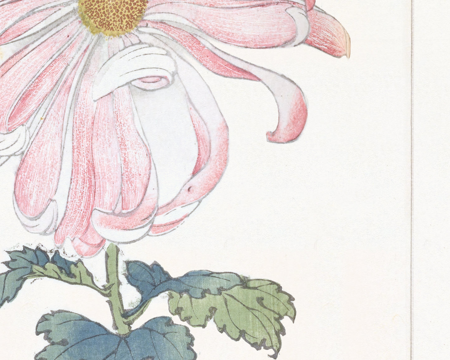 Japanese Pink Chrysanthemum Flower Art Print #6