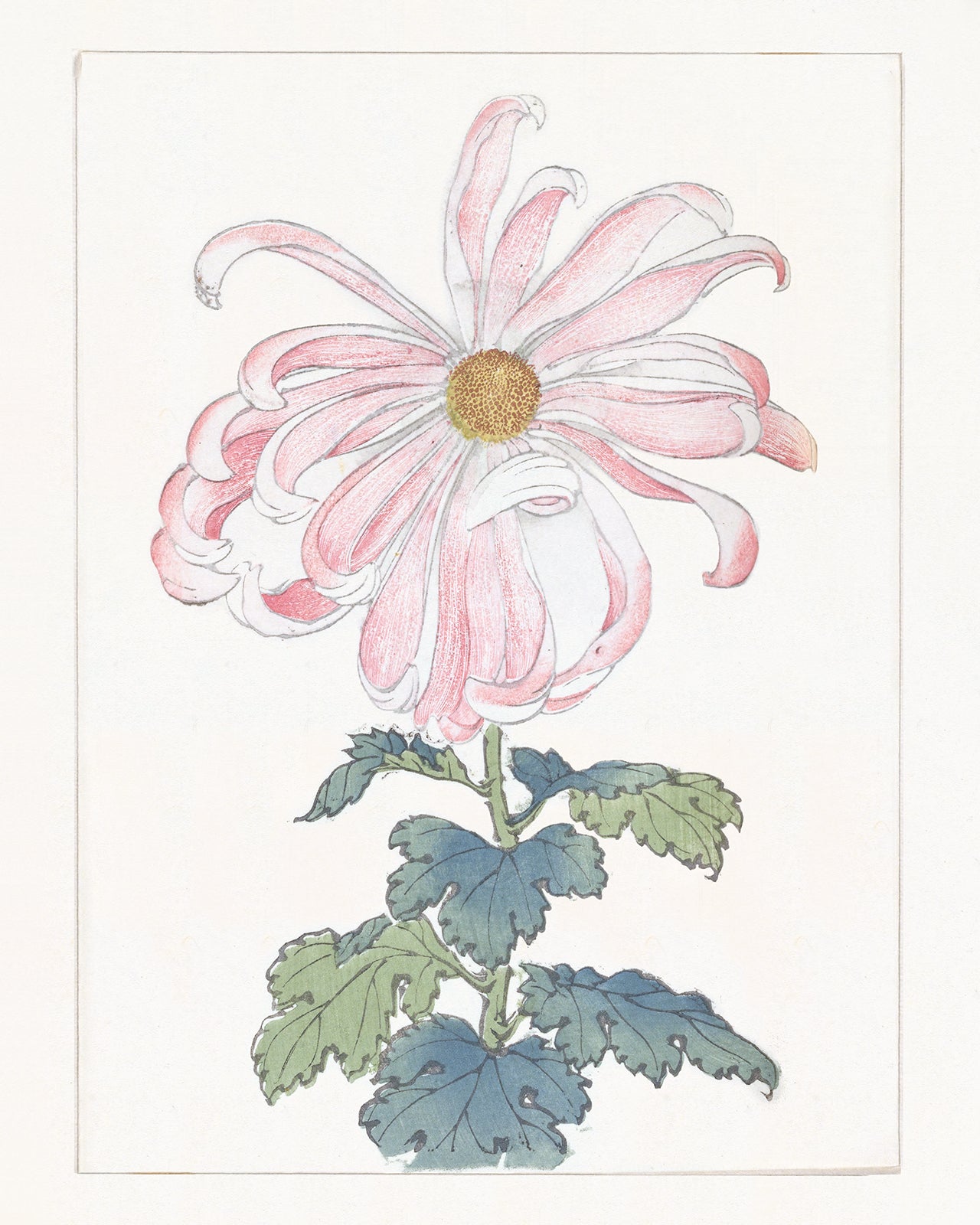 Japanese Pink Chrysanthemum Flower Art Prints, #1 & #6 - Set of Two