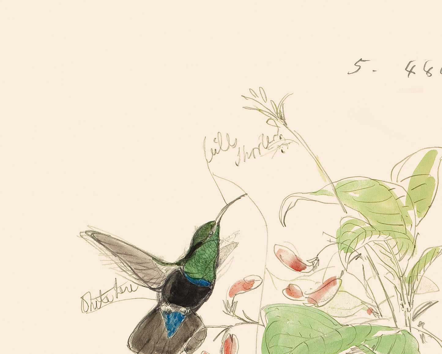 Watercolor Hummingbird Sketch Art Print #4